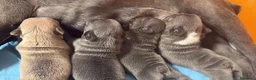 Bulldog Francese cani in vendita: Bulldog francese a Città metropolitana di Palermo - Annuncio 2