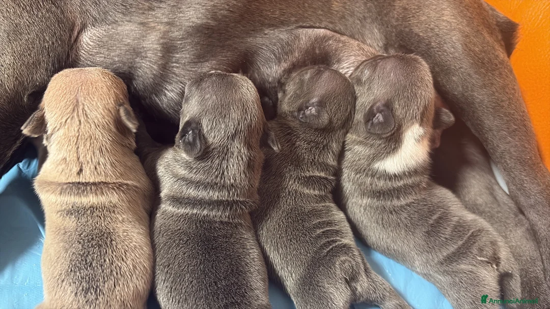 Bulldog Francese cani in vendita: Bulldog francese a Città metropolitana di Palermo - Annuncio 2
