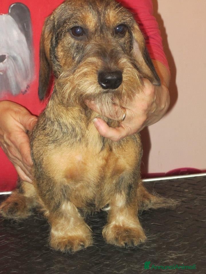 Bassotto cani cuccioli bassotto tedesco a pelo duro - Annuncio 2