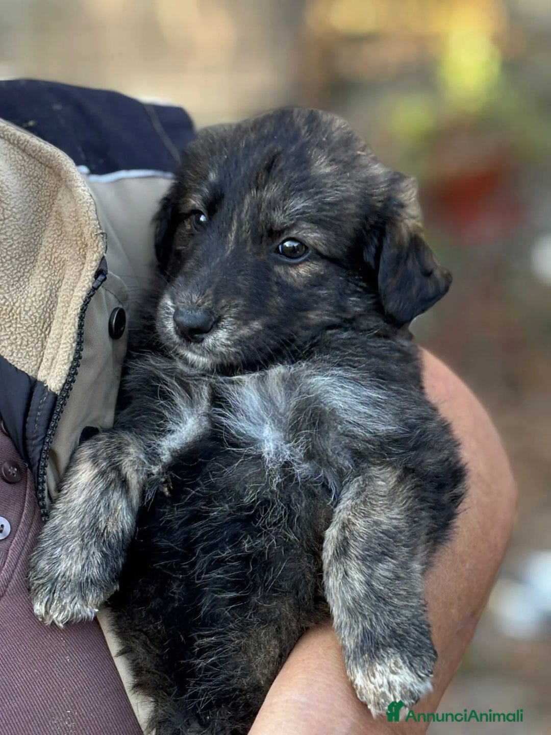Meticcio cani in regalo: ORSETTO dolce cucciolo 2 mesi in adozione - Annuncio 5