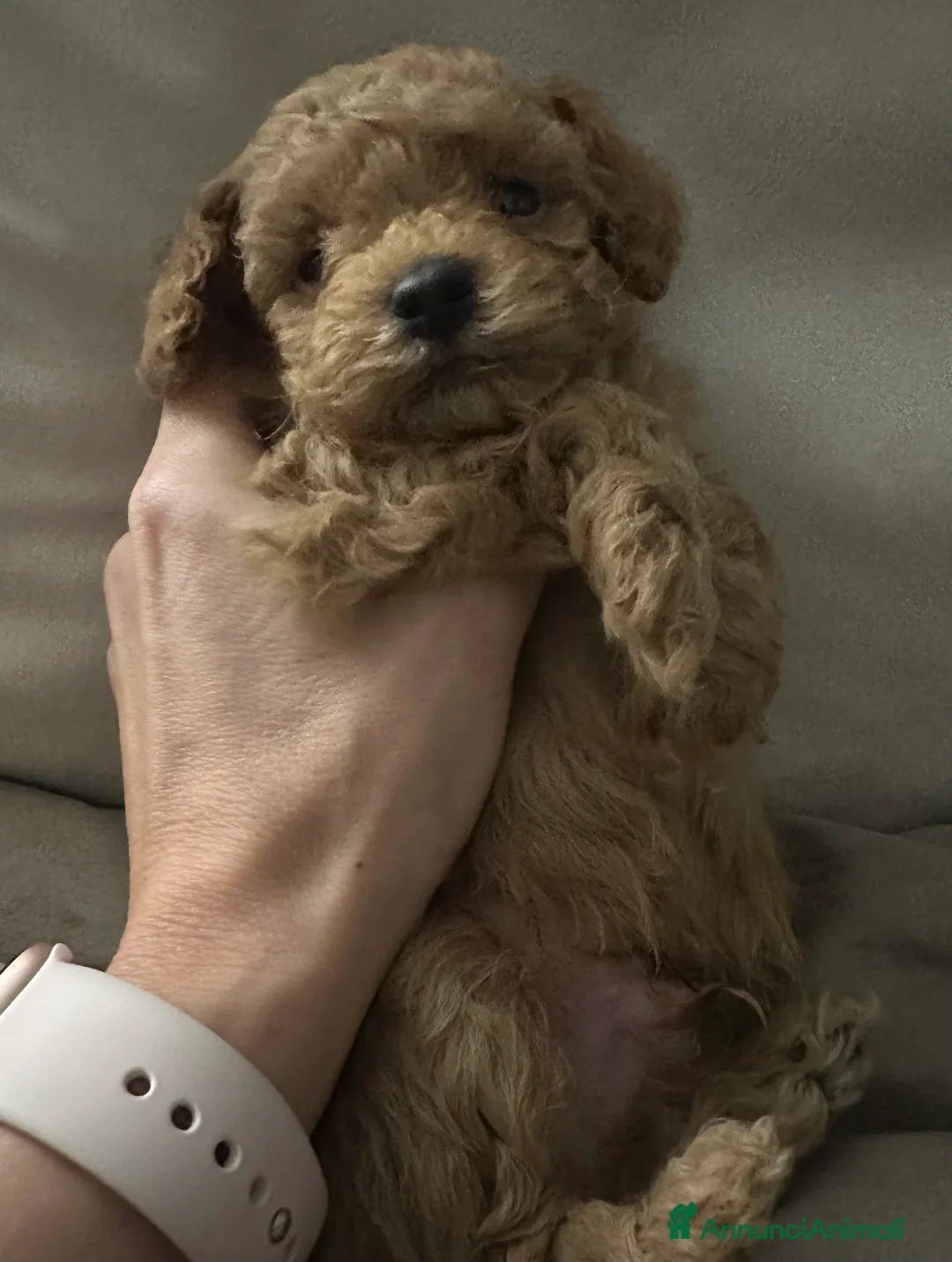 Barboncino Toy cani in vendita: Barboncino fulvo maschio  - Annuncio 2