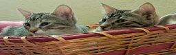 Europeo gatti in regalo: Tess e Flora, sorelline inseparabili - Annuncio 4