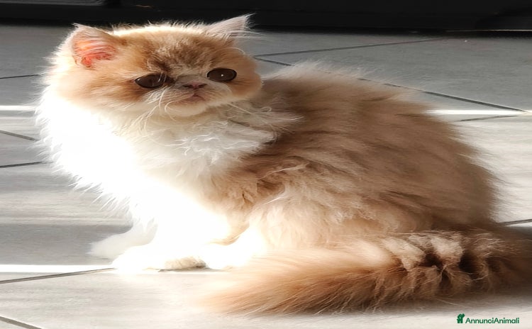 Persiano gatti Cucciolo persiano - Annuncio 7