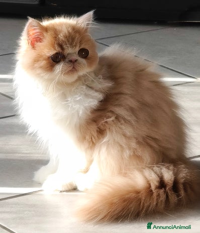 Persiano gatti Cucciolo persiano - Annuncio 2