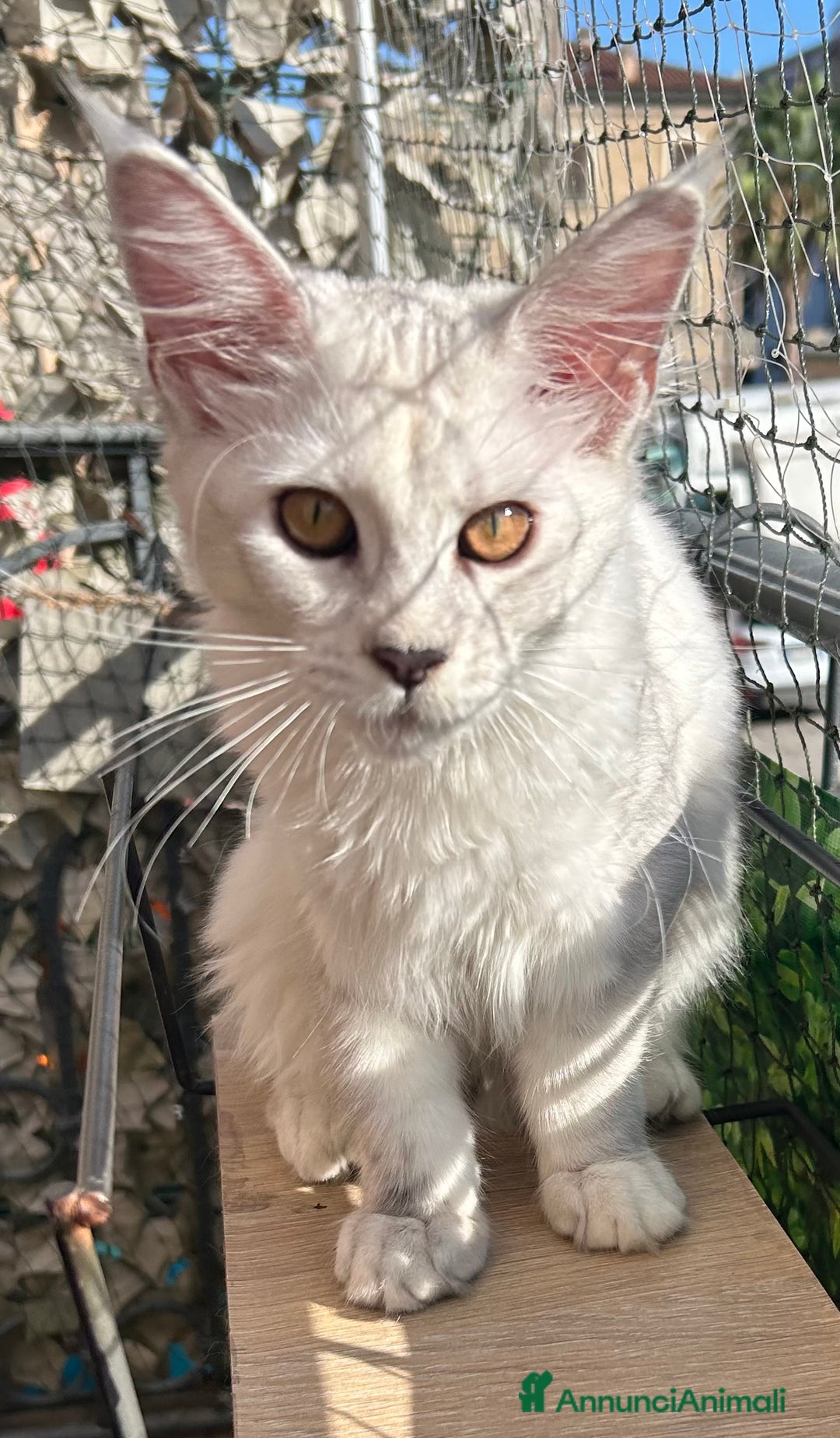 Maine Coon gatti in vendita: Maine Coon femmina 7 mesi con pedigree  - Annuncio 13