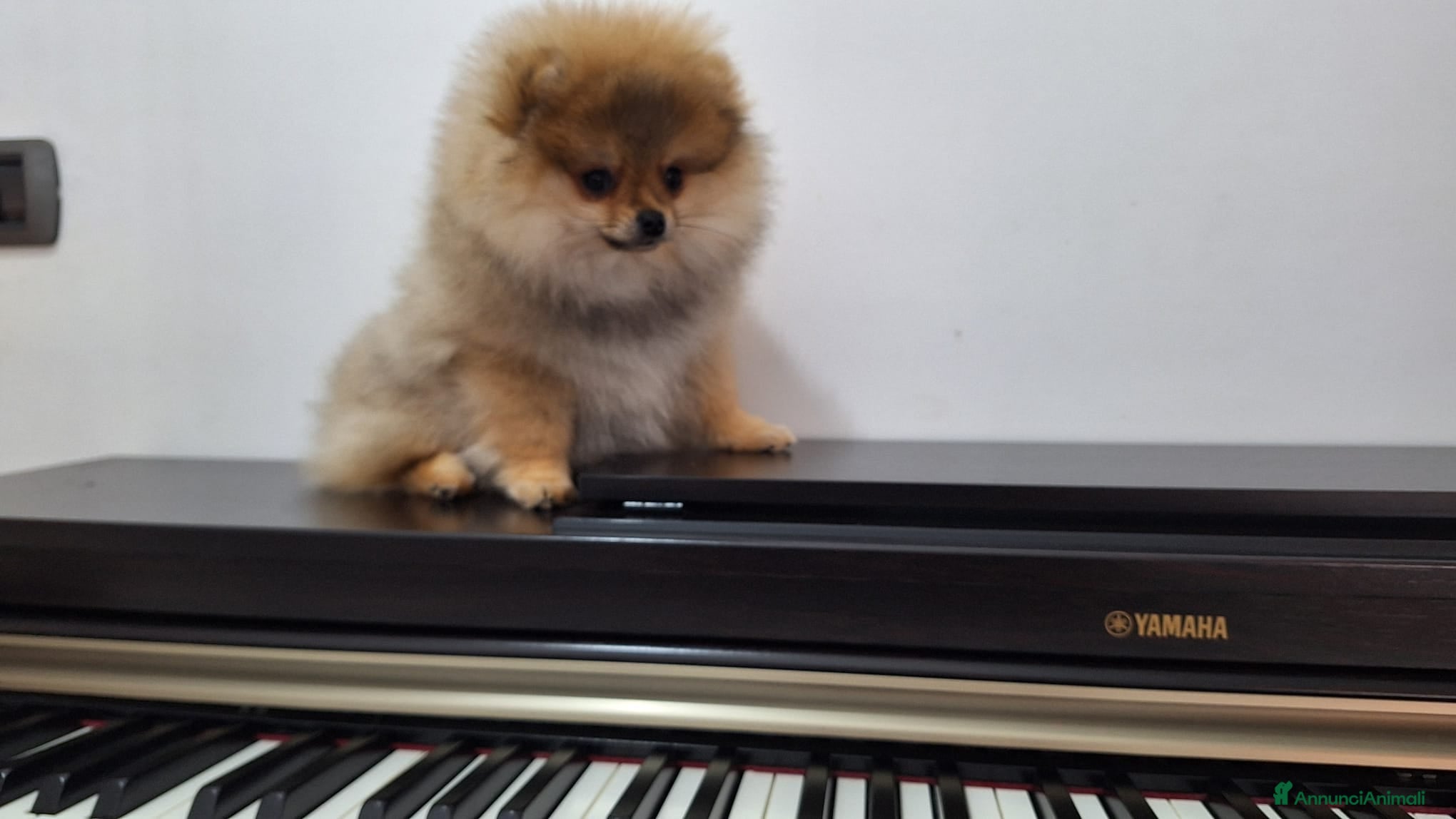 Volpino Pomerania cani in vendita: Spitz tedesco nano - Annuncio 2