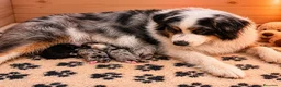 Australian Shepherd cani in vendita: Cucciolata australian shepherd  a Città Metropolitana di Firenze - Annuncio 1