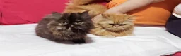 Persiano gatti in vendita: Cuccioli di Persiano - Annuncio 4