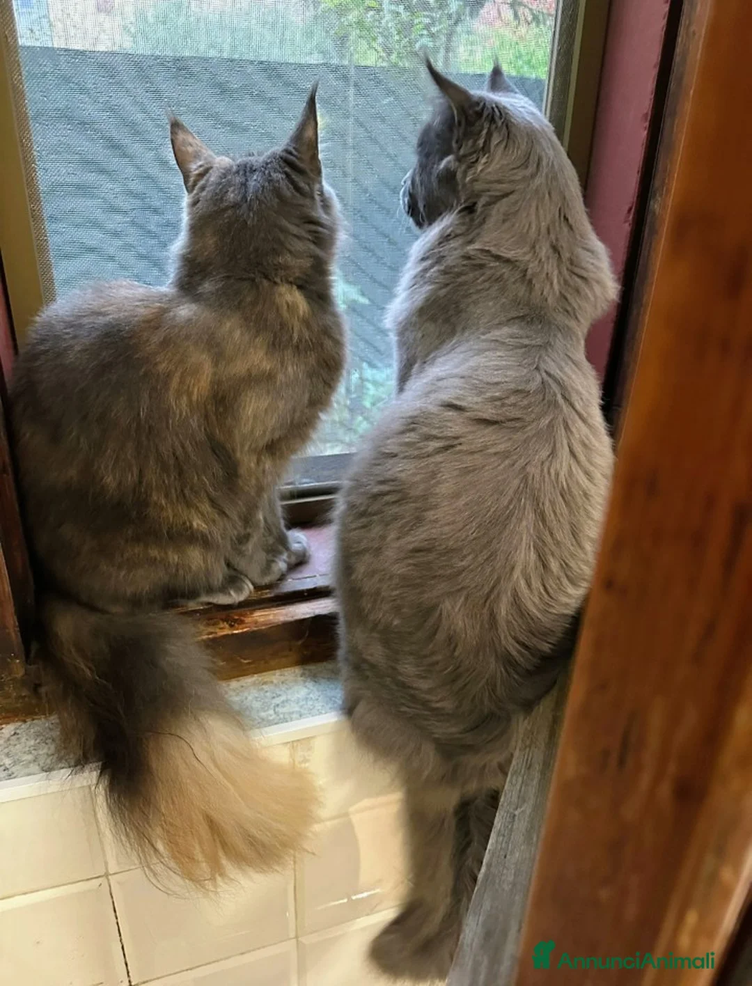 Maine Coon gatti in vendita: Cuccioli di Maine Coon  - Annuncio 2