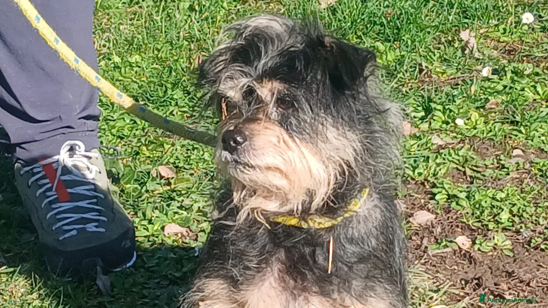 Meticcio cani in regalo: NONNO NINO ABBANDONATO SENZA PIETA', IN ADOZIONE - Annuncio 1