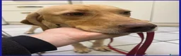 Meticcio cani in regalo: BAGIGIO splendido cucciolone a Città metropolitana di Milano - Annuncio 5