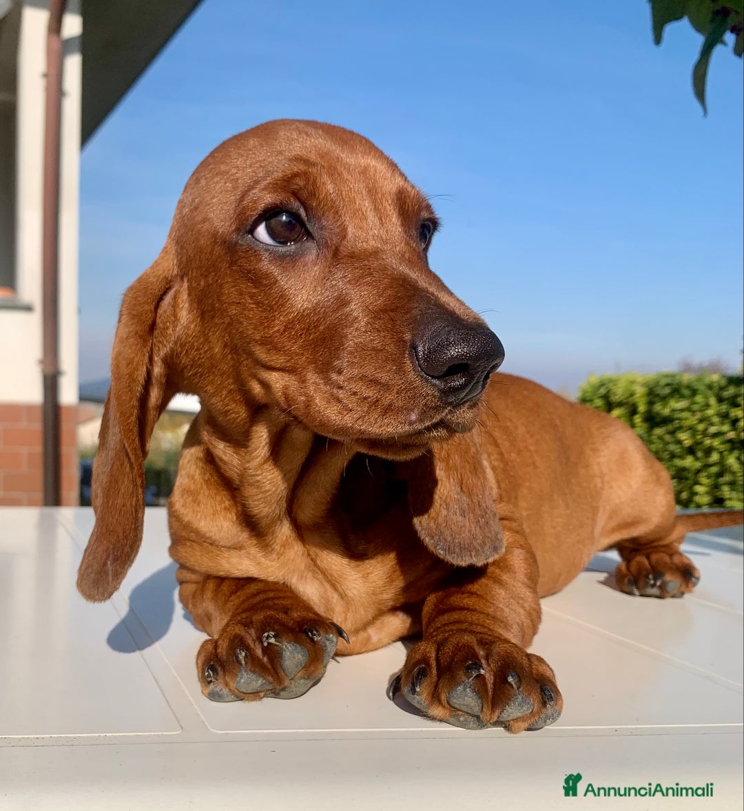 Bassotto cani in vendita: CUCCIOLO BASSOTTO STANDARD PELO CORTO - Annuncio 6