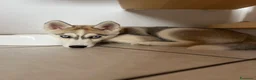 Husky cani in vendita: Cucciola Siberian Husky - Annuncio 2