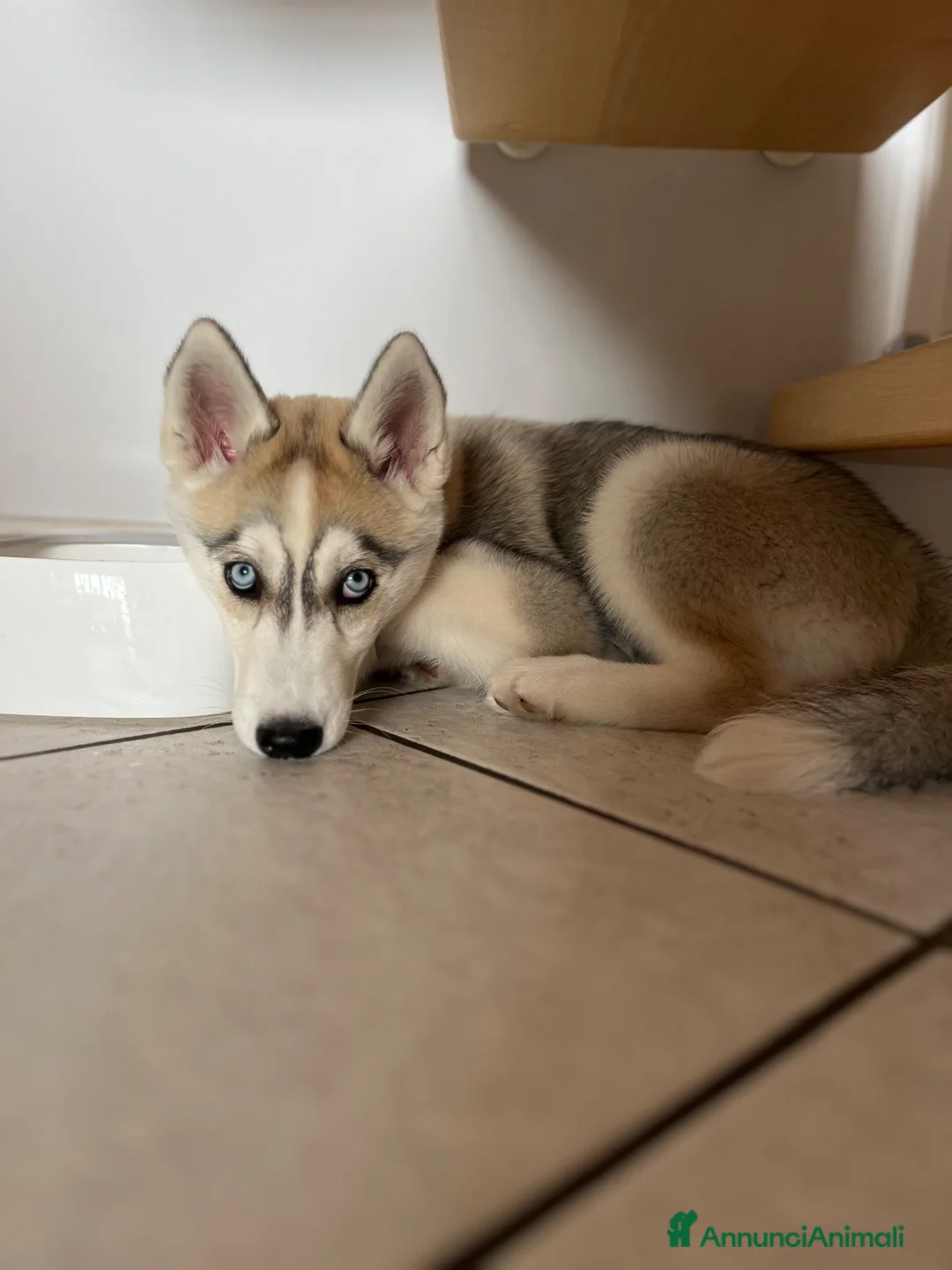 Husky cani in vendita: Cucciola Siberian Husky - Annuncio 2