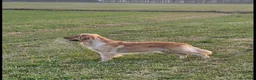Golden Retriever cani in vendita: Vendo Cucciola di Golden Retriver - Annuncio 1