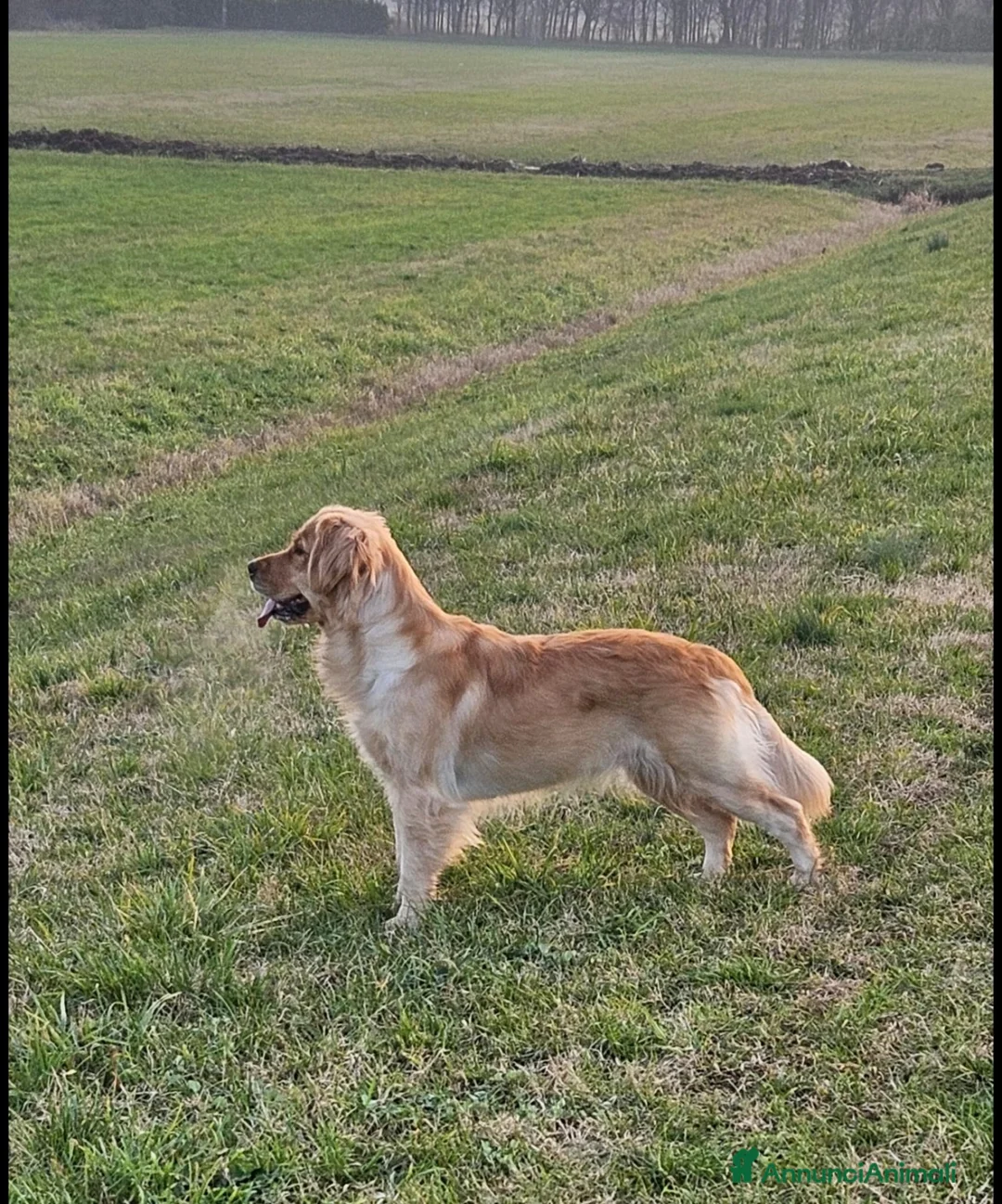 Golden Retriever cani in vendita: Vendo Cucciola di Golden Retriver - Annuncio 1