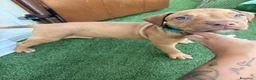 Pitbull cani in vendita: Ultimi cuccioli pitbull disponibili  - Annuncio 5