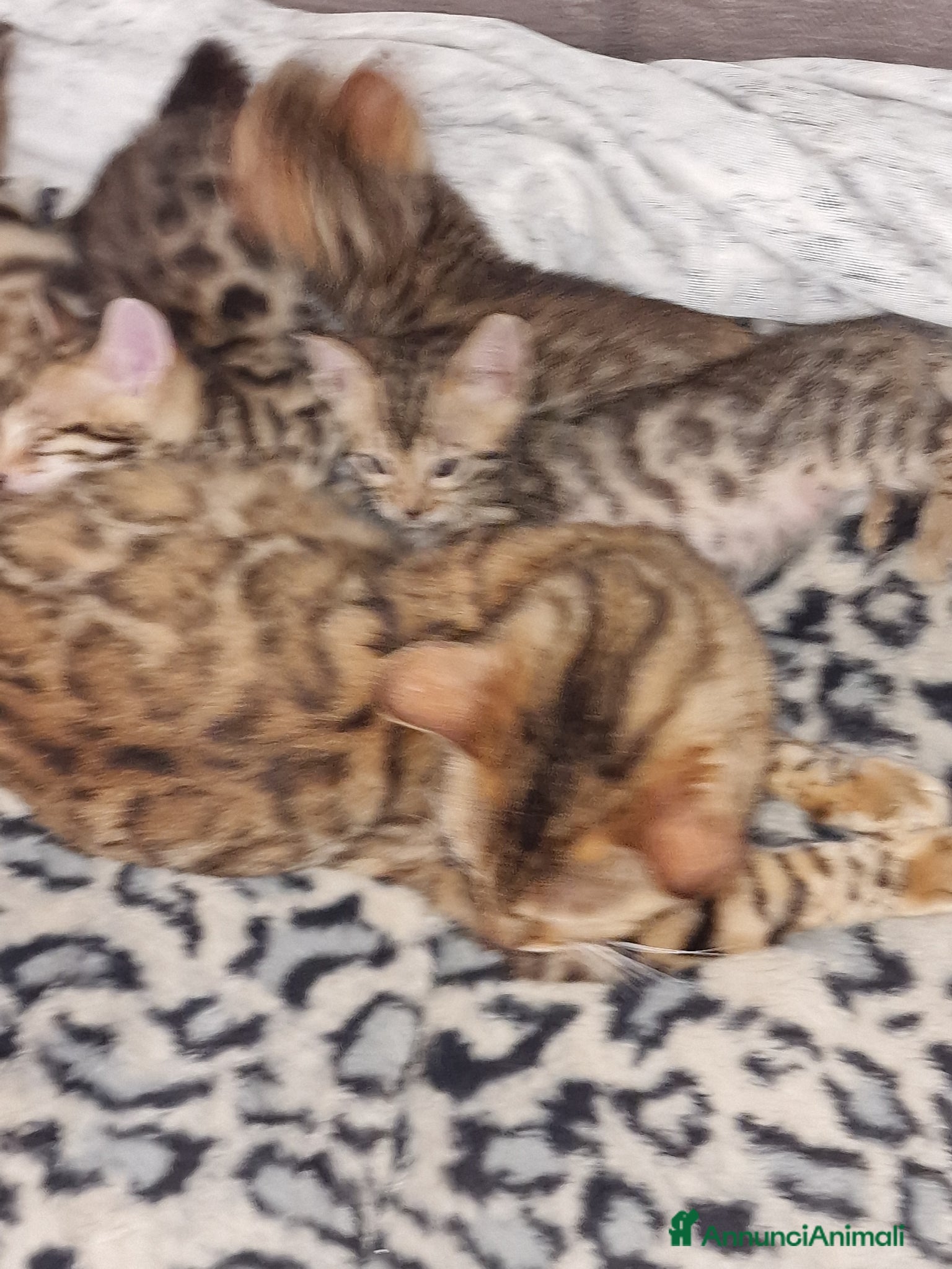 Bengala gatti Gatto del bengala  - Annuncio 11