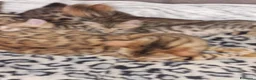 Bengala gatti in vendita: Gatto del bengala  - Annuncio 1