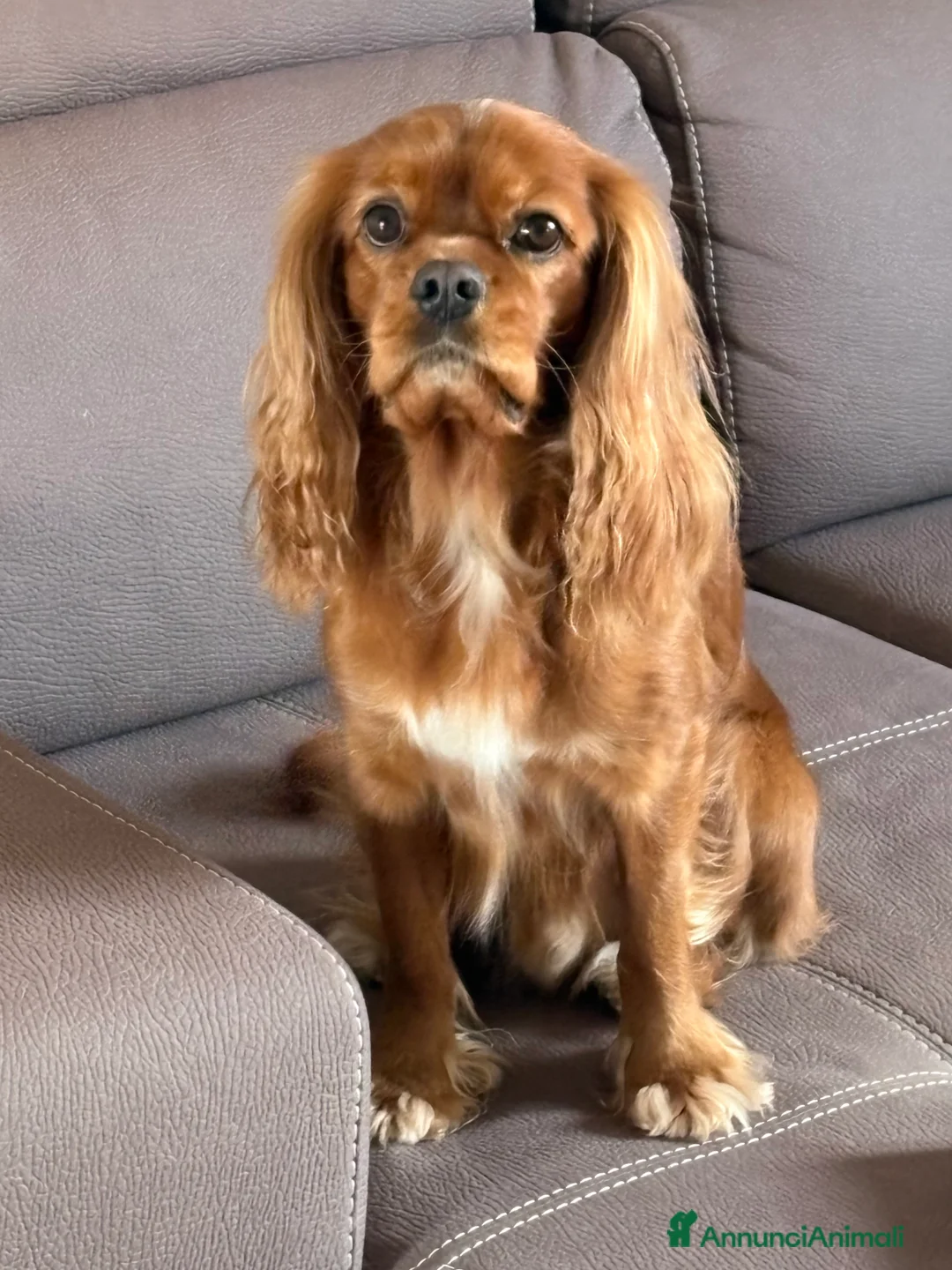 Cavalier King cani in vendita: Vendo cucciolo Blenheim - Annuncio 9