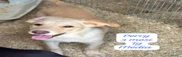 Meticcio cani in regalo: Cuccioli, non hanno chiesto di nascere  a Provincia di Brescia - Annuncio 10