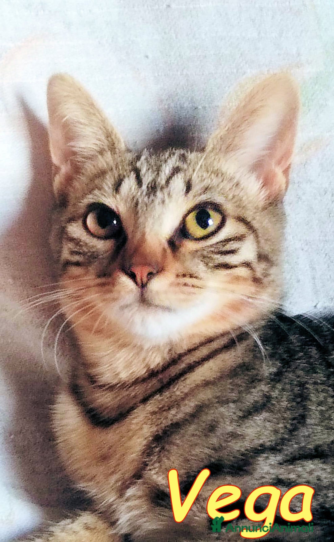 Europeo gatti in regalo: VEGA DOLCE GATTINA DI 4 MESI - Immagine 4