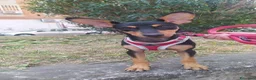 Meticcio cani in regalo: Pino, cucciolo abbandonato in un recinto a Città Metropolitana di Napoli - Annuncio 5