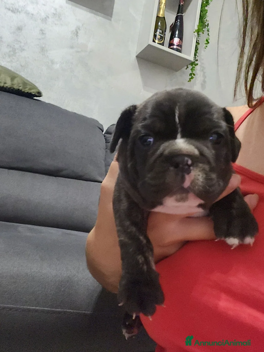 Bulldog Francese cani in vendita: Bulldog francese  - Annuncio 4