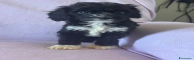 Cavapoo 1