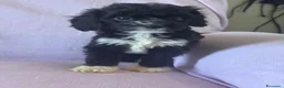 Cavapoo cani in vendita: Cucciolo di cane CavaPoo  - Annuncio 10