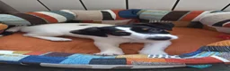 Jack Russell cani in vendita: Jack Russel - Annuncio 4