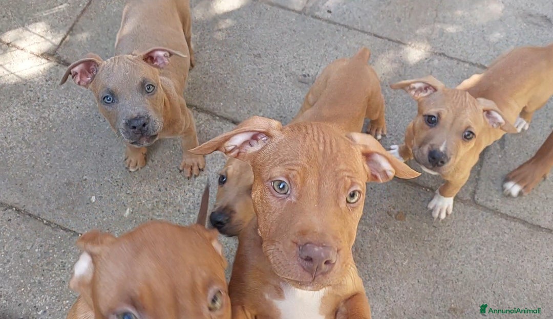 American Bully cani in vendita: Cuccioli American pit bull terrier  - Annuncio 6