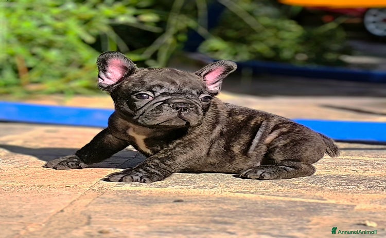 Bulldog Francese cani - Annuncio 7