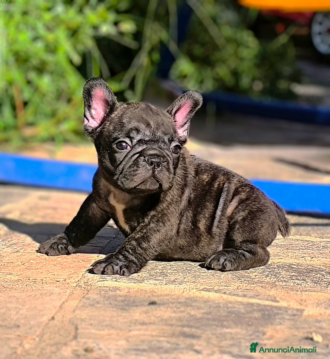 Bulldog Francese cani in vendita: Bulldog francese maschio - Immagine 1
