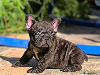 Bulldog Francese cani - Annuncio 5