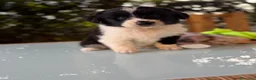 Border Collie cani in vendita: Cuccioli di border collie  - Annuncio 5