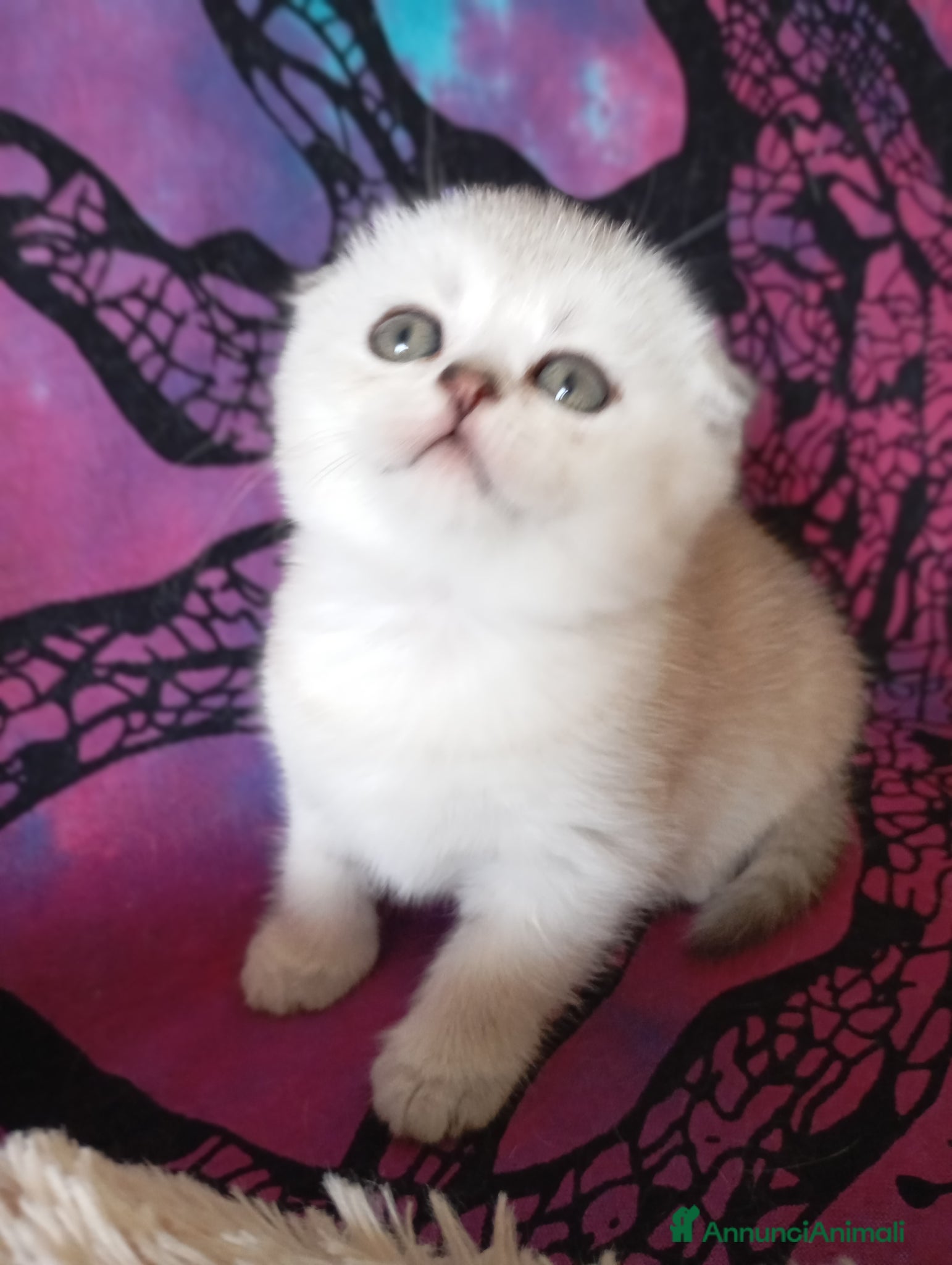 Scottish gatti Cuccioli di scottish  - Annuncio 1