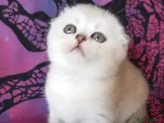 Scottish gatti Cuccioli di scottish - Annuncio 1