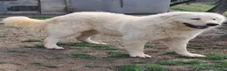 Pastore Abbruzzese Maremmano cani in vendita: cuccioli e cuccioloni di pastore Abruzzese Mar. - Annuncio 11