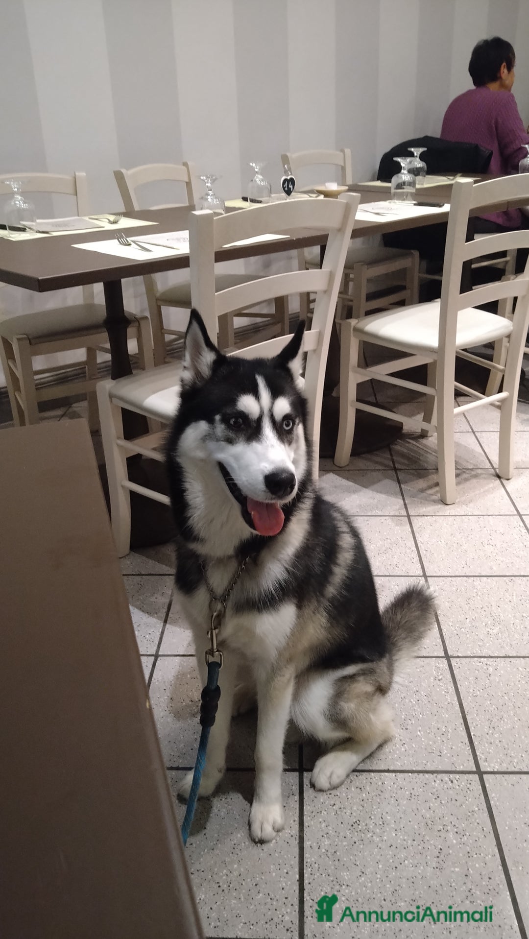 Husky cani per accoppiamento: Bruce, cerca fidanzata  - Annuncio 3