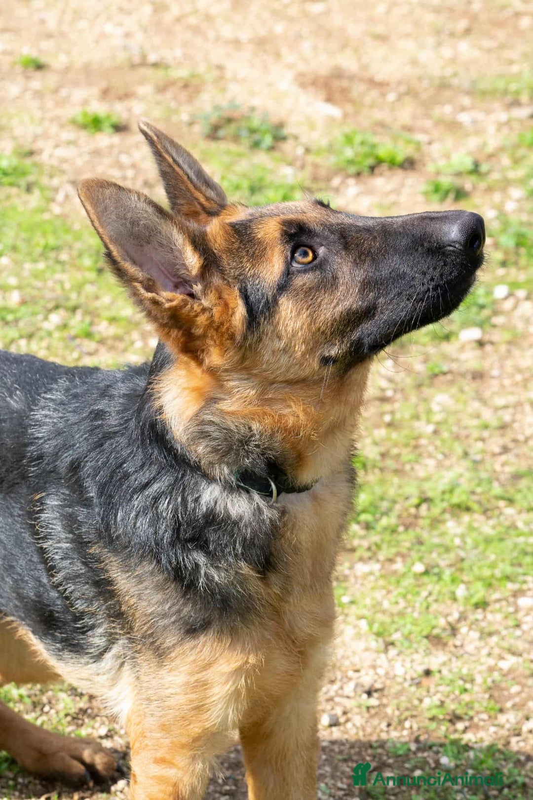 Pastore Tedesco cani in regalo: Battista - Annuncio 4