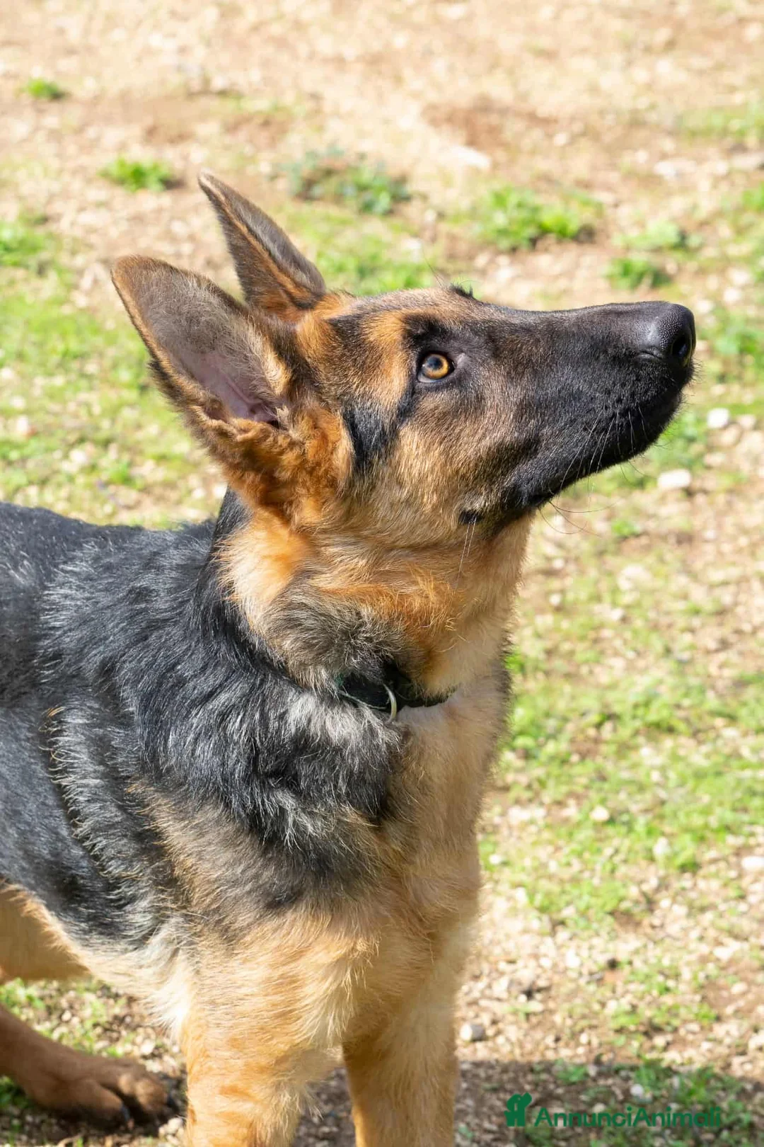 Pastore Tedesco cani in regalo: Battista - Annuncio 4