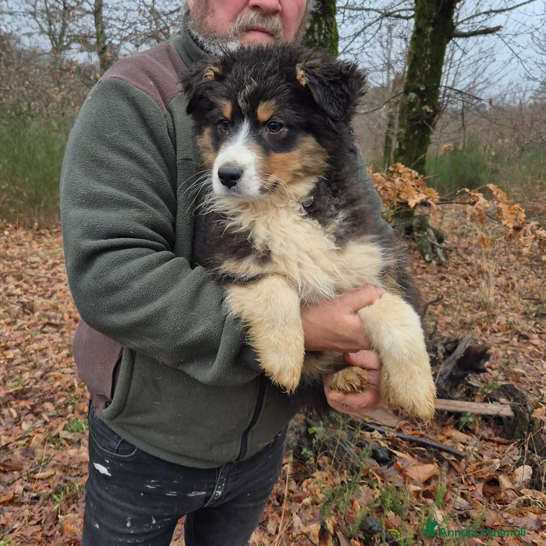 Australian Shepherd cani in vendita: Cuccioli di pastore australiano  - Annuncio 1