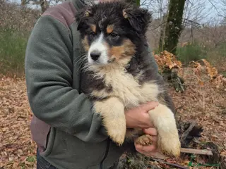 Australian Shepherd cani Cuccioli di pastore australiano - Annuncio 2