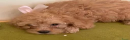 Barboncino Toy cani in vendita: vendita cucciole di barboncino toy  a Città Metropolitana di Napoli - Annuncio 10
