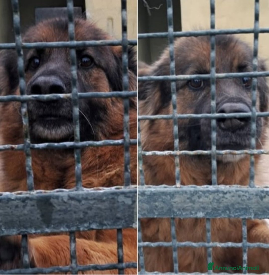 Pastore Tedesco cani in regalo: Pastore Tedesco 8anni nn esce mai dal box!CASERTA a Città metropolitana di Milano - Annuncio 2