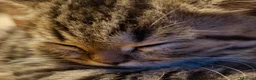 Scottish gatti in vendita: due vivaci fratellini vogliono giocare con te a Provincia di Modena - Annuncio 2