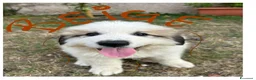 Cane da Montagna dei Pirenei cani in vendita: Sette cuccioli di Cane da Montagna dei Pirenei - Annuncio 21