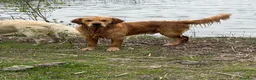 Golden Retriever cani in vendita: Cuccioli di golden Retriever  - Annuncio 24