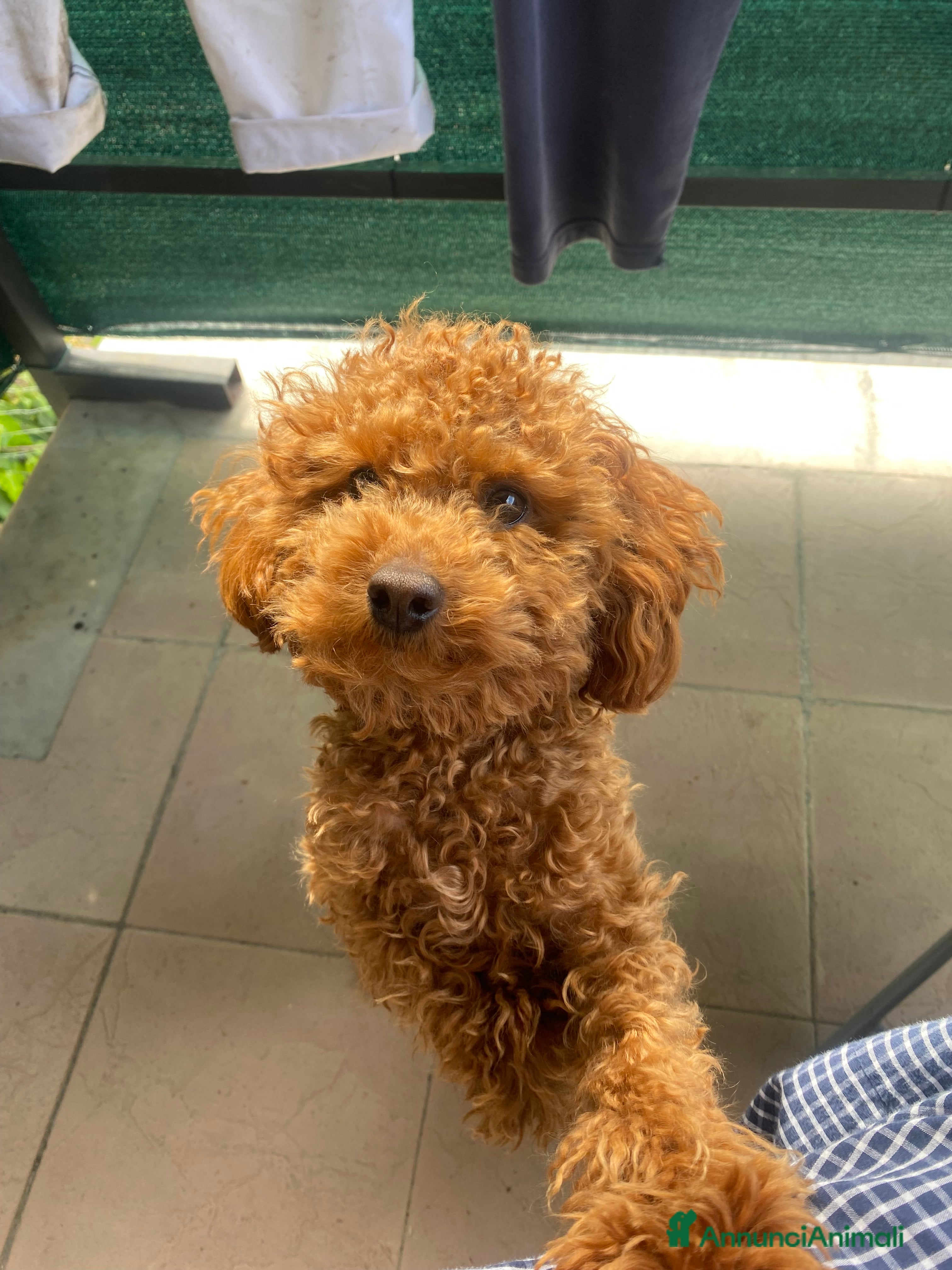 Barboncino Toy cani Briggs cerca una barboncina con cui accoppiarsi  - Annuncio 19